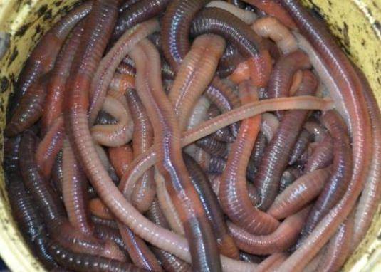 Как сохранить червей для рыбалки в домашних условия и чем кормить