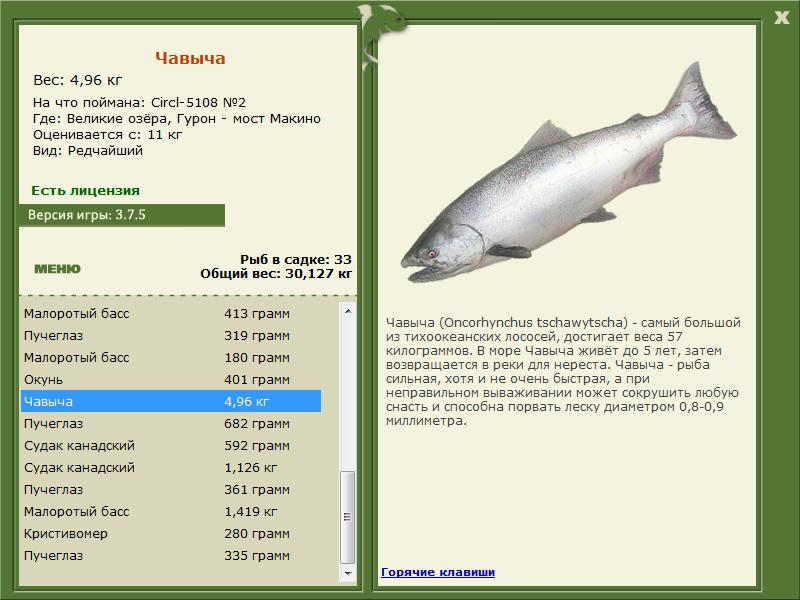 Рыба чавыча: полезные свойства, состав икры, вред для организма