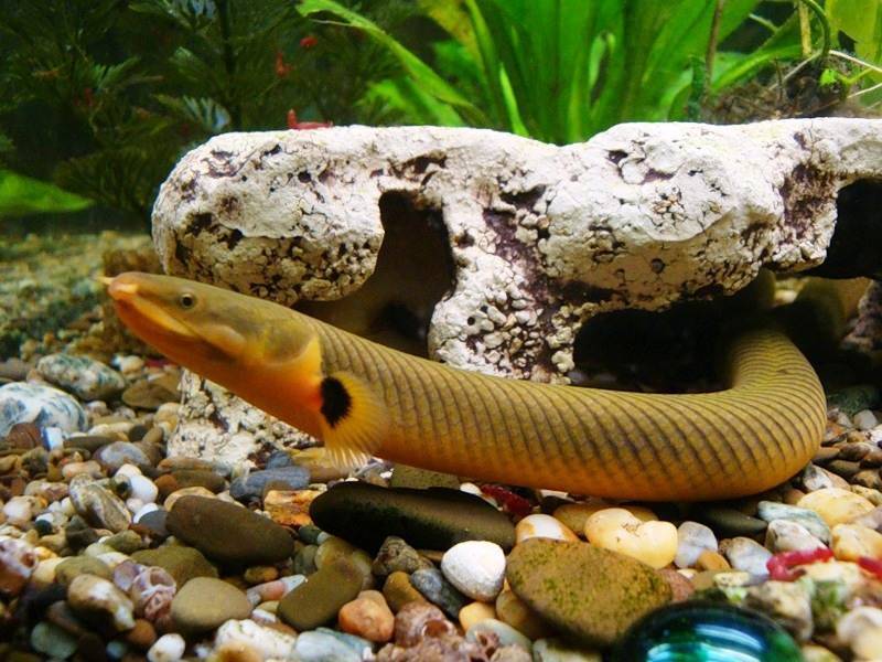 Это настоящая змея или рыба в аквариуме?