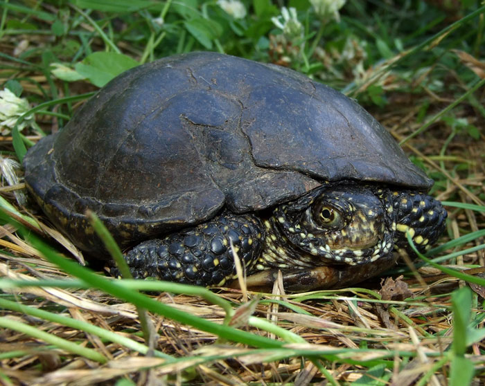 Все о европейской болотной черепахе: что едят, как содержать в домашних условиях
