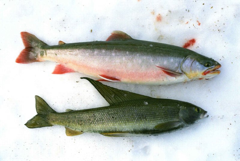 Рыба голец: характеристика, обитание, виды, польза и вред, стоимость