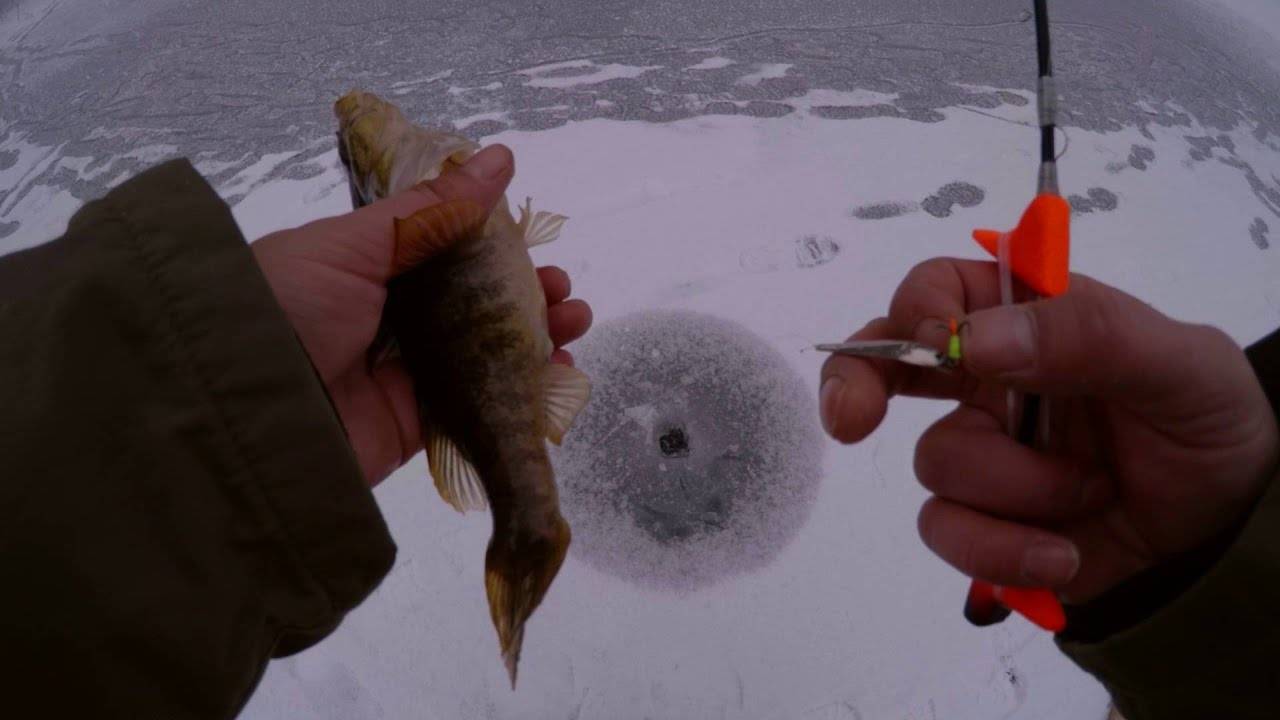 Ловля ротана зимой: снасти, приманки, техника ловли со льда
