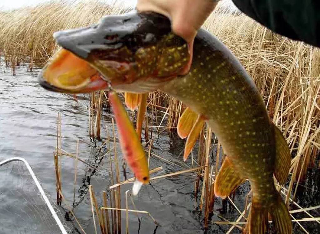 Рыбалка на реке десна московской области: лучшие места для ловли, какая рыба водится