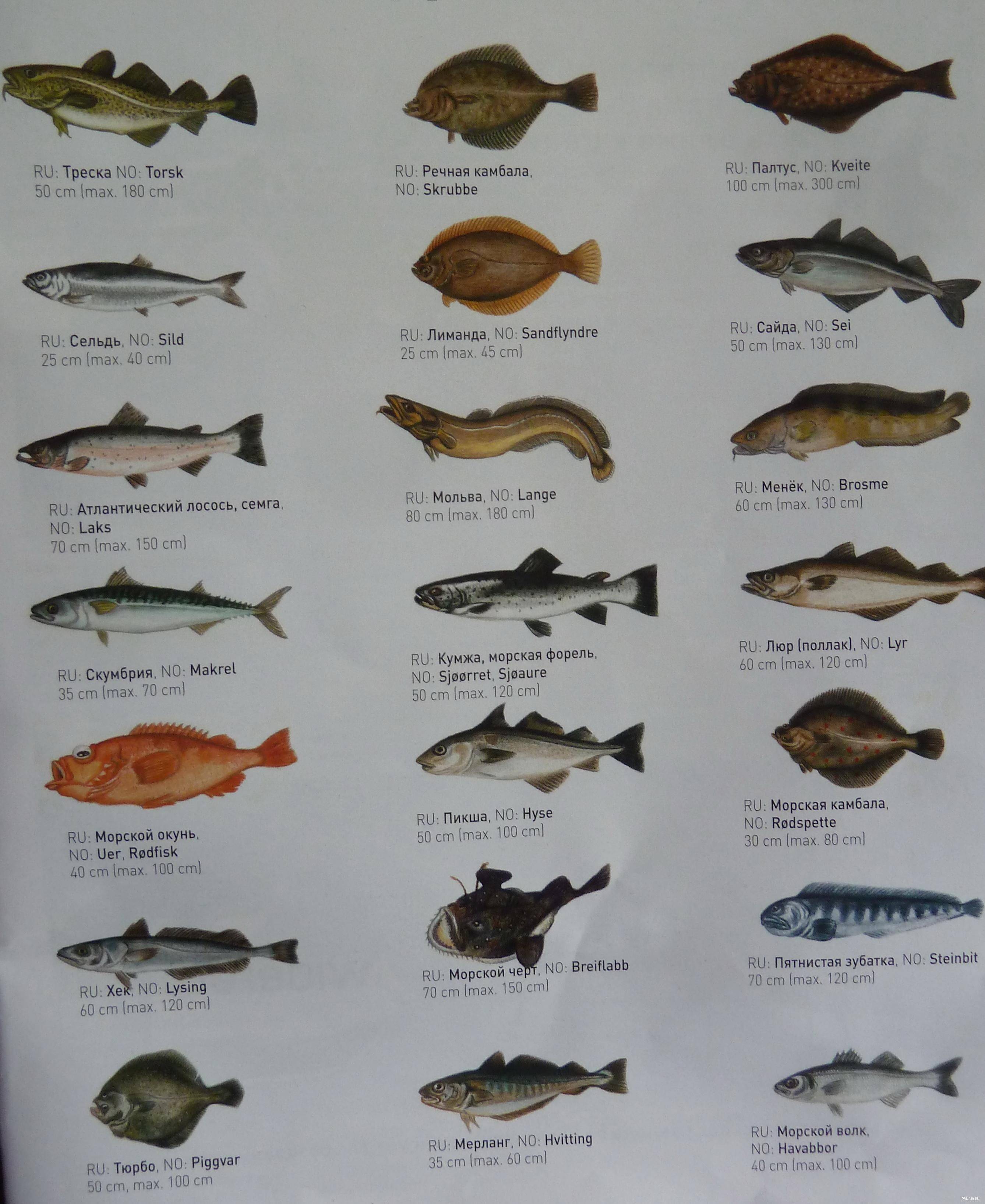 рыбы баренцева моря список фото