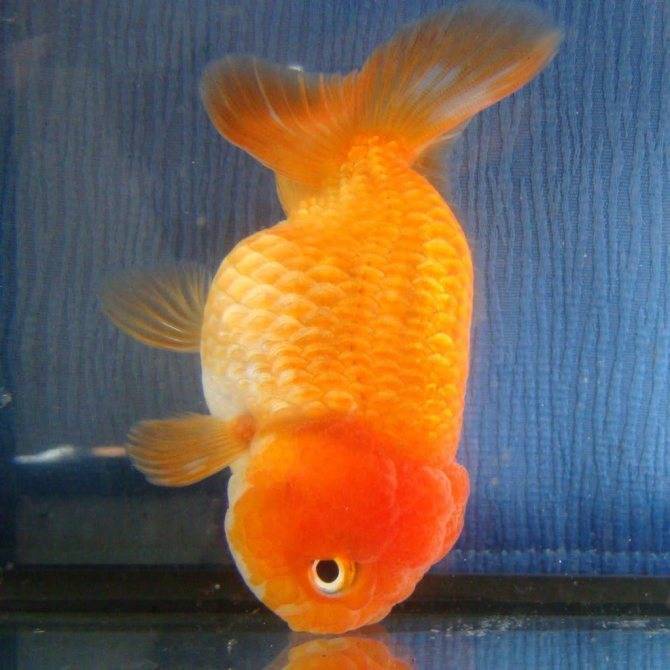 Почему золотая рыбка переворачивается и плавает кверху брюхом?