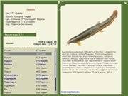 Рыбка пискун (вьюнок): описание, места обитания и размножение