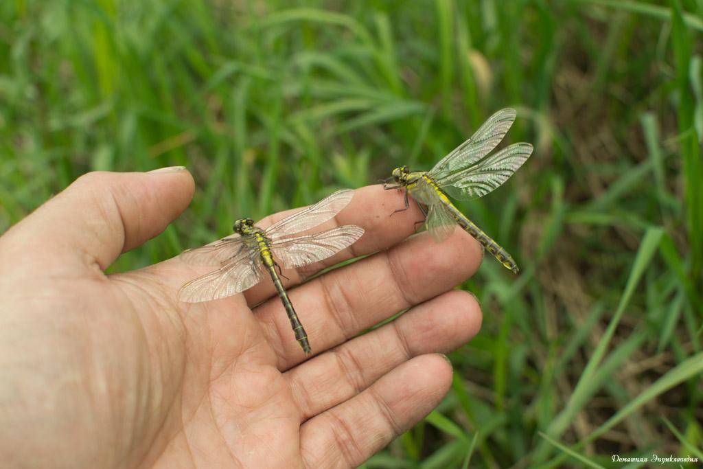 Личинка стрекозы – универсальная приманка на окуня