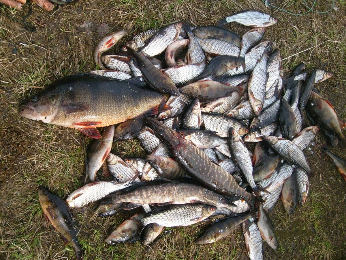 Ловля поплавочной удочкой на озерах летом – рыбалке.нет