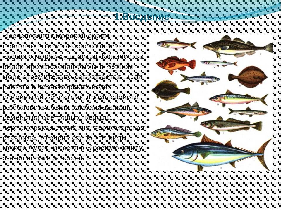 Рыбы черного моря: какие водятся, их виды (ядовитые, хищные и другие)