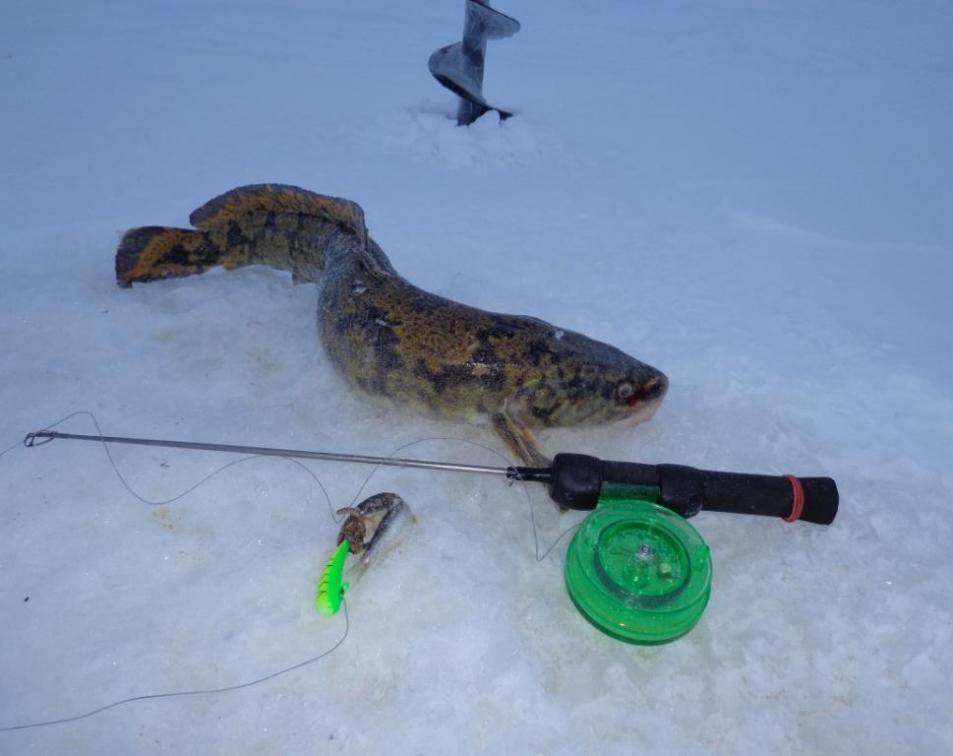 Ловля налима зимой на жерлицы: оснащение, тактика и техника ловли