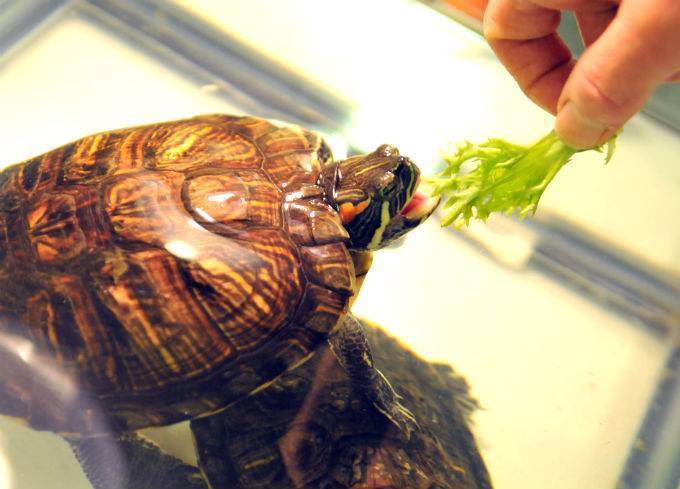 Почему черепаха не ест - что делать, сколько может не есть черепаха?
