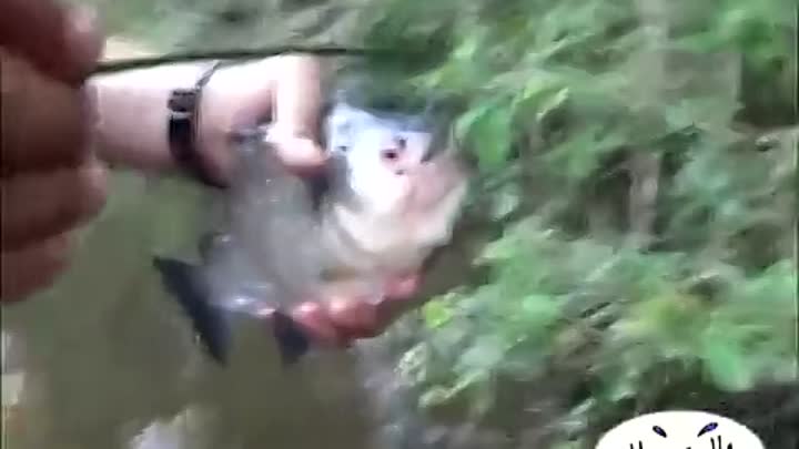 Пираньи (фото рыб): кровожадные, но пугливые создания амазонки - kot-pes