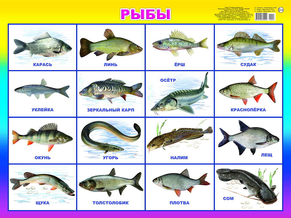 Речная рыба: мирная и хищная рыба, список рыб, названия с фото