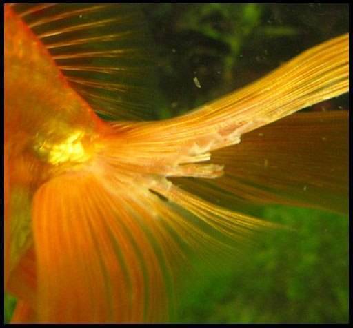 Плавниковая гниль у аквариумных рыб: симптомы, фото, лечение