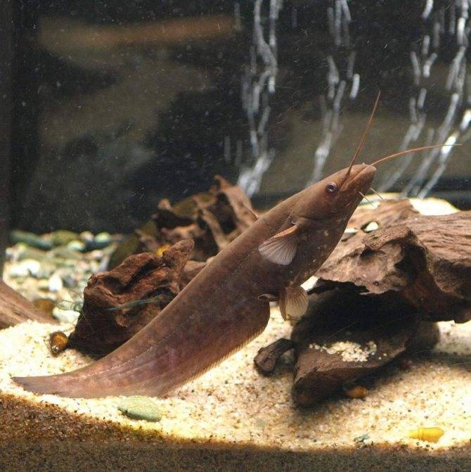Разведение аквариумных сомиков в домашних условиях: особенности размножения и ухода
