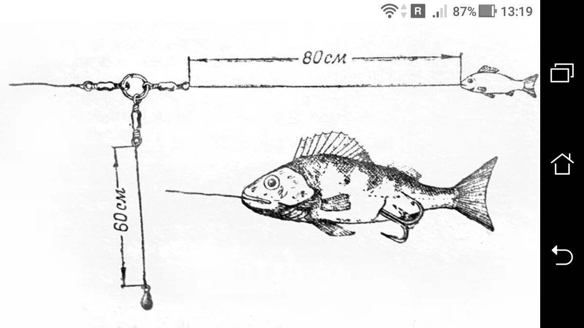 Ловля на живца: рыбалка на щуку с живой приманкой, добыча наживки, поиск рыбных мест и способы лова