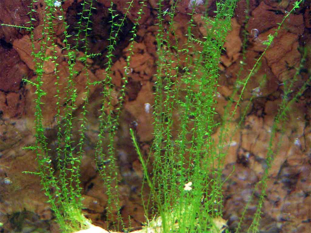 Стринги (leptodictyum riparium) аквариумный мох