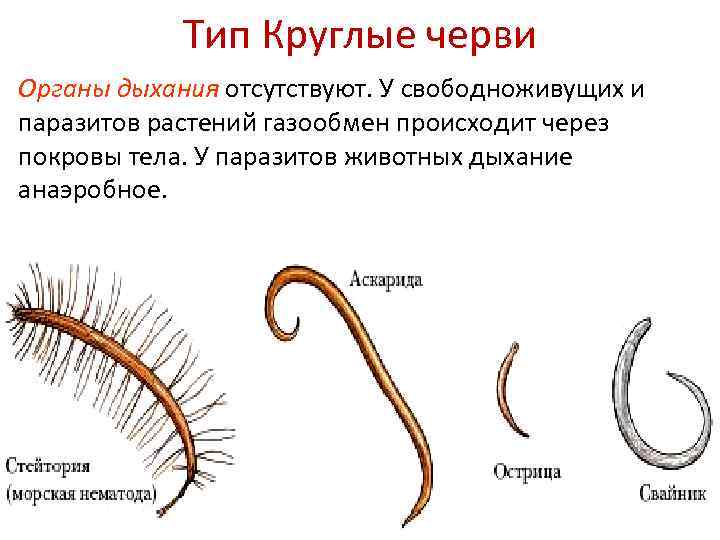 Многощетинковые морские черви (полихеты): форма тела и размножение