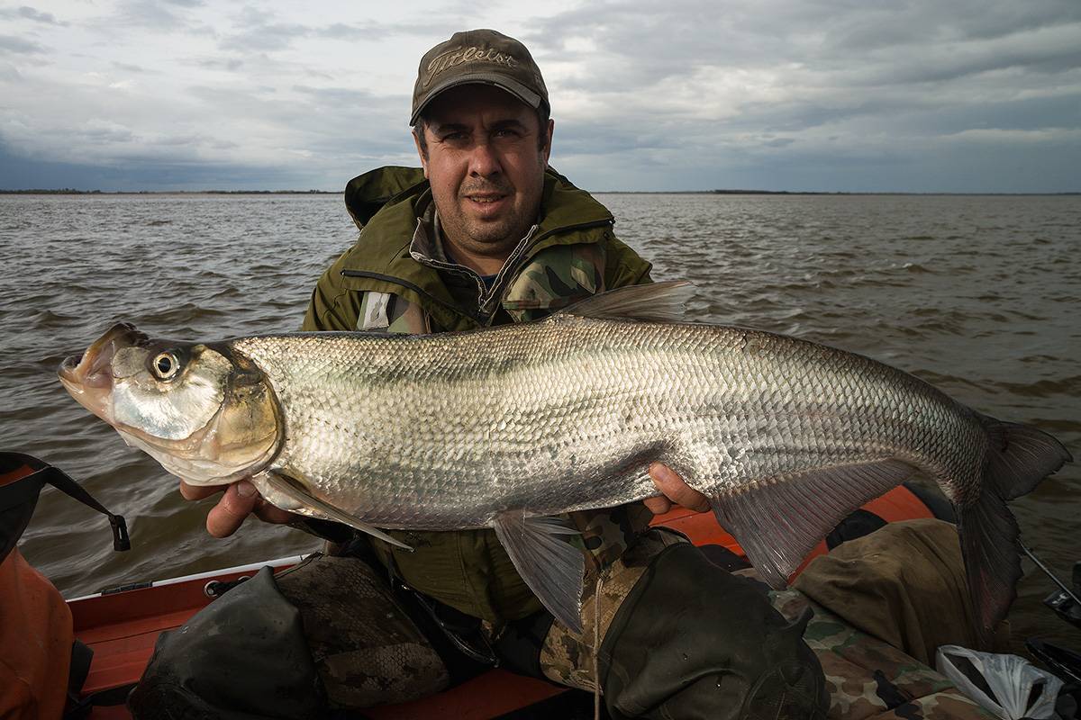Верхогляд - рыба вкусная! все о том, как ее приготовить :: syl.ru