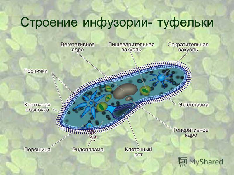Инфузория туфелька: строение и жизнедеятельность :: syl.ru
