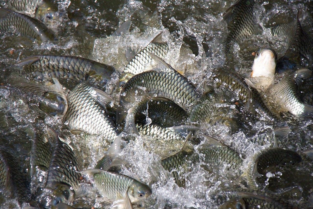 Густера — рыба семейства карповых, описание, ловля