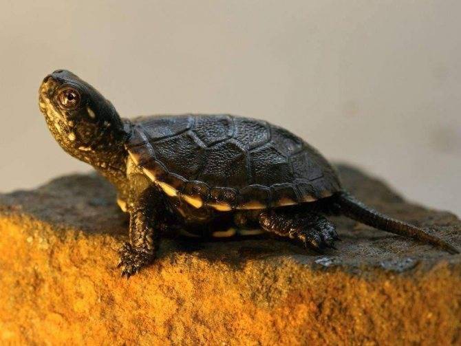 Подробное описание кусачей каймановой черепахи