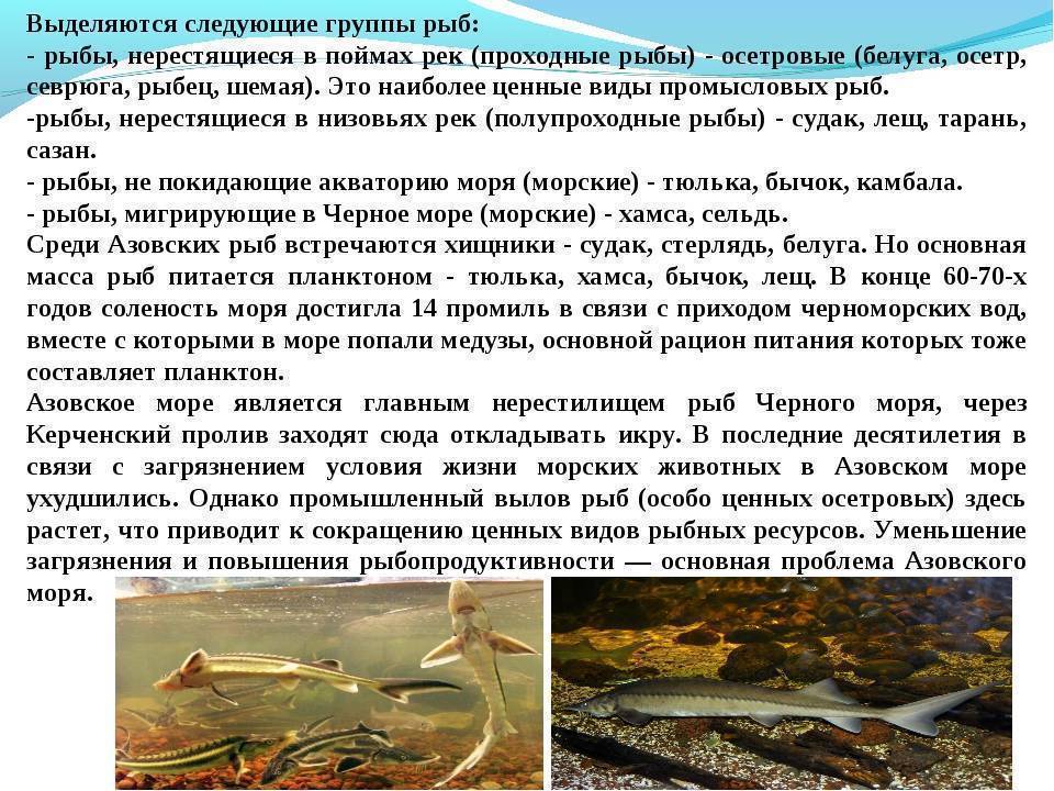 Ловля камбалы в приморском крае. все о рыбалке в теплое время года