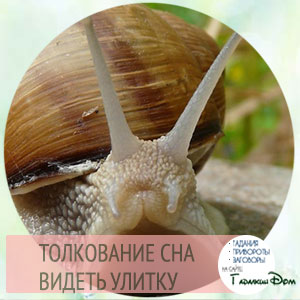К чему снится улитка во сне?