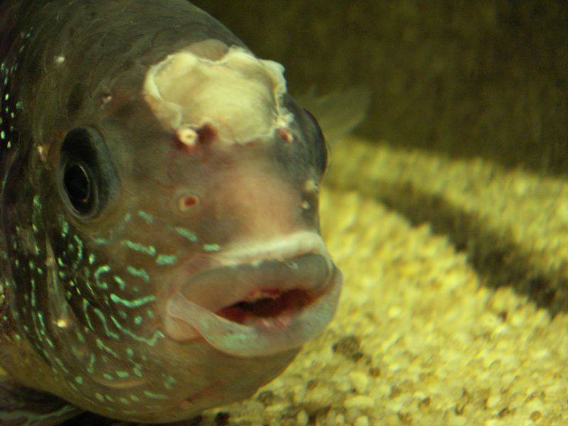 Болезни рыб в аквариуме