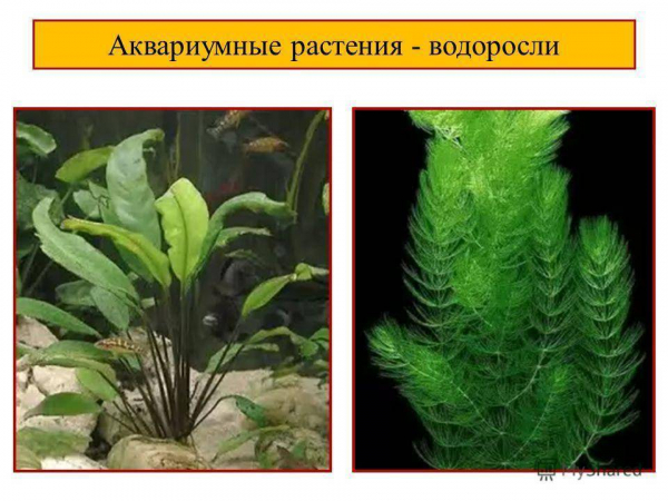 Список самых популярных аквариумных растений