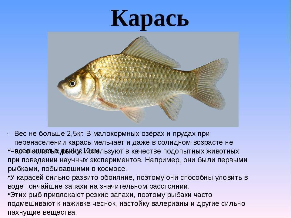 Рыба карась: описание и особенности искусственного разведения