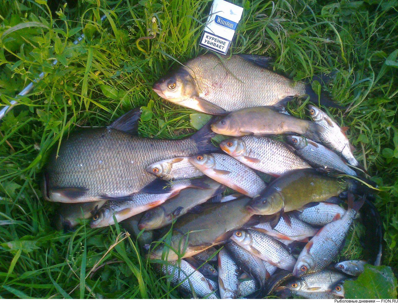 Озеро Сенеж рыбалка