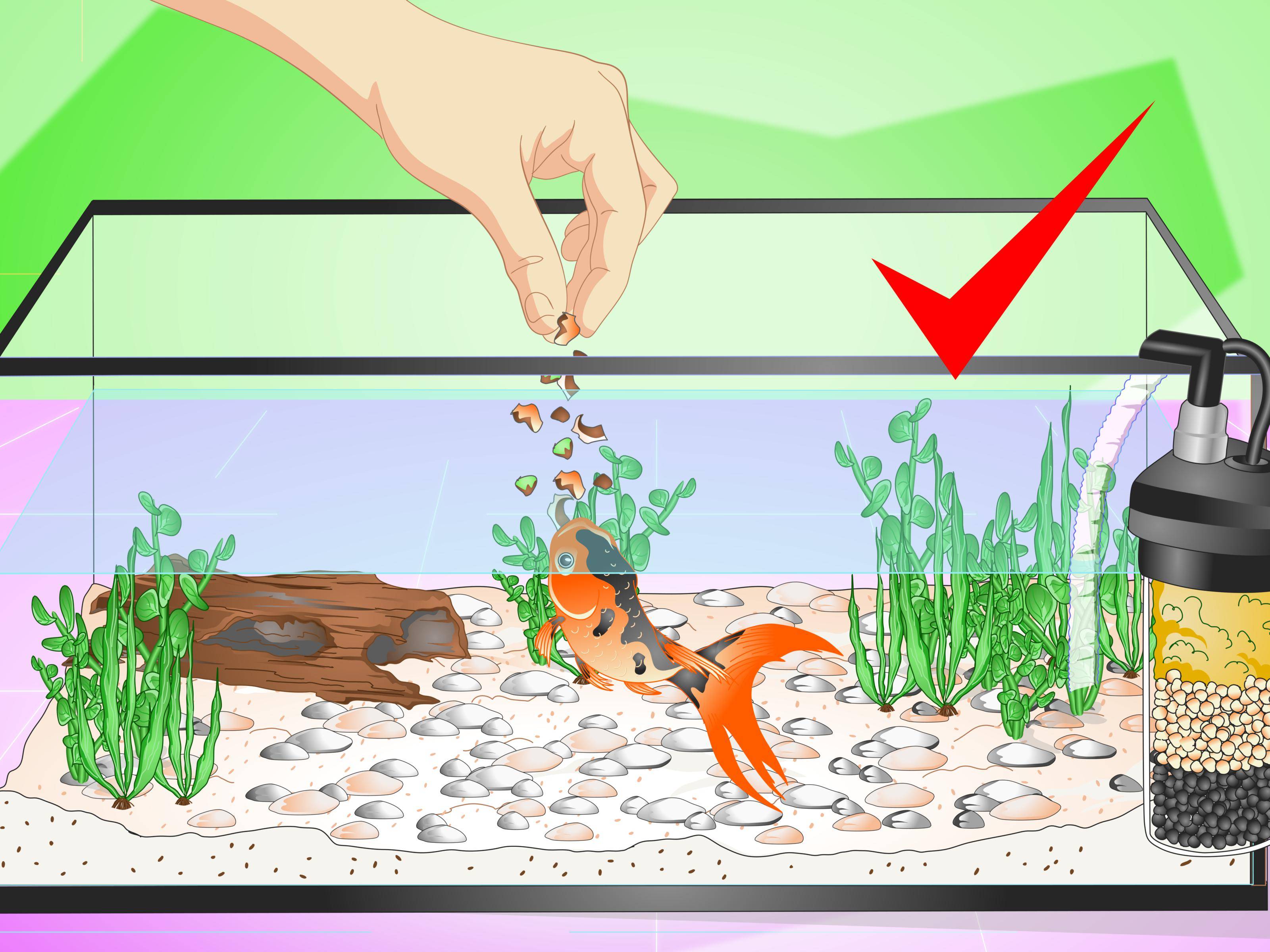 Как часто меняется вода. Кормление рыб в аквариуме. Золотая рыбка в аквариуме. Аквариум с рыбками для детей. Иллюстрации рыбки в аквариуме для детей.