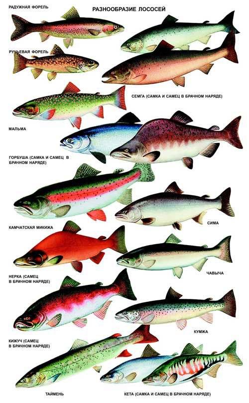 Виды плоских и круглых рыб: описание и особенности