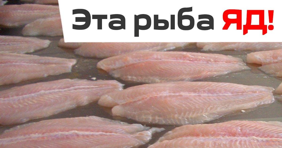 Рыба пангасиус: польза и вред