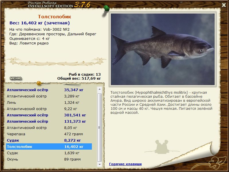 Толстолобик калорийность. Толстолобик максимальный вес. Толстолобик классификация. Толстолобик пестрый реальная рыбалка.