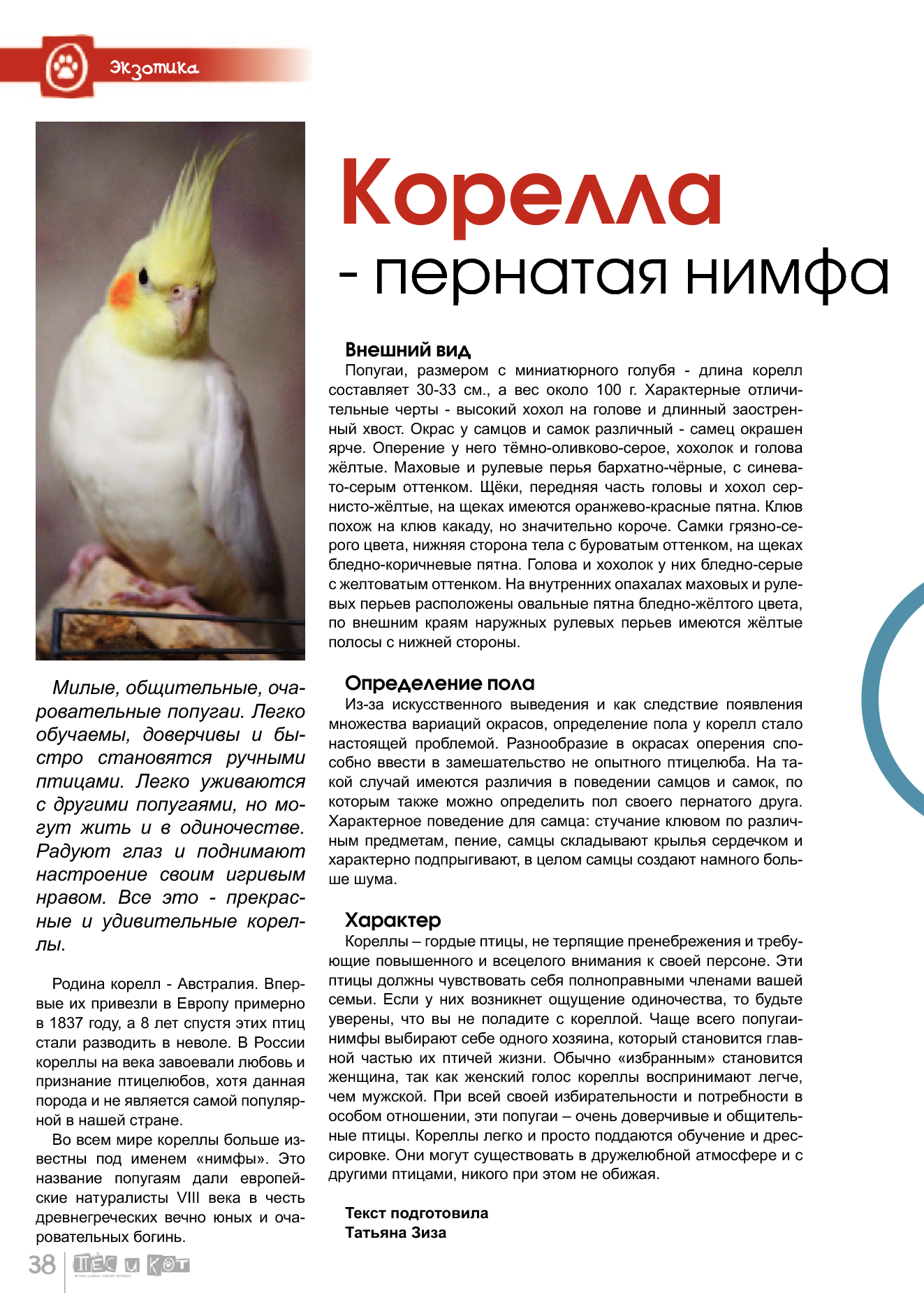 Попугай корелла (45 фото): описание породы корелла нимфа, размеры самок, самцов и птенцов, отзывы владельцев