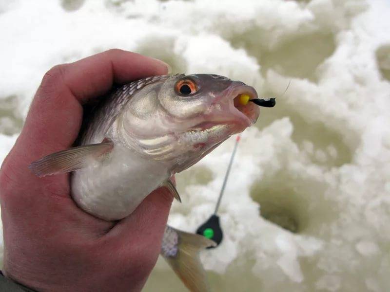 Ловля чебака зимой - все о рыбалке