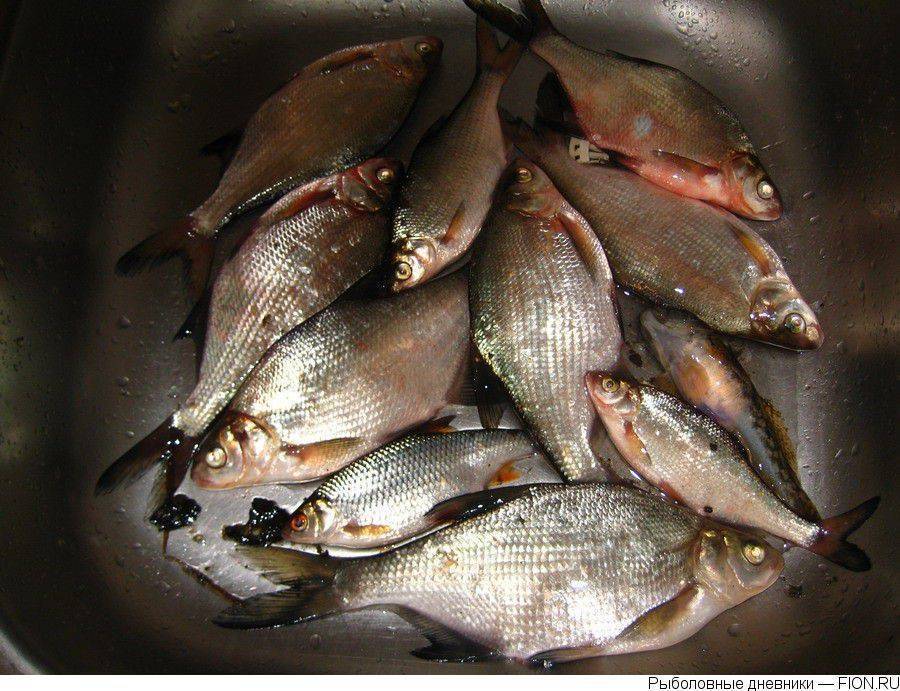 Рыбалка на реке клязьма: каталог рыболовных туров
