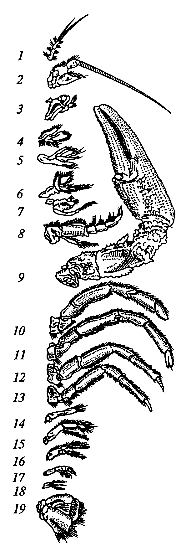 Речной рак рисунок. Строение конечностей ракообразных. Схема строения двуветвистой конечности ракообразного. Схема строения конечности ракообразных. Ходильные конечности ракообразных.