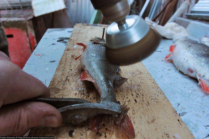 Как чистить морского окуня: надо ли чистить морского окуня от чешуи