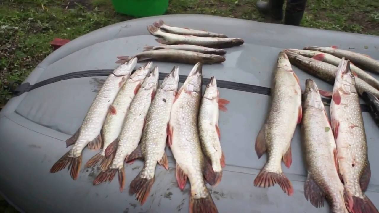 Рыбалка на реке ишим в разное время года