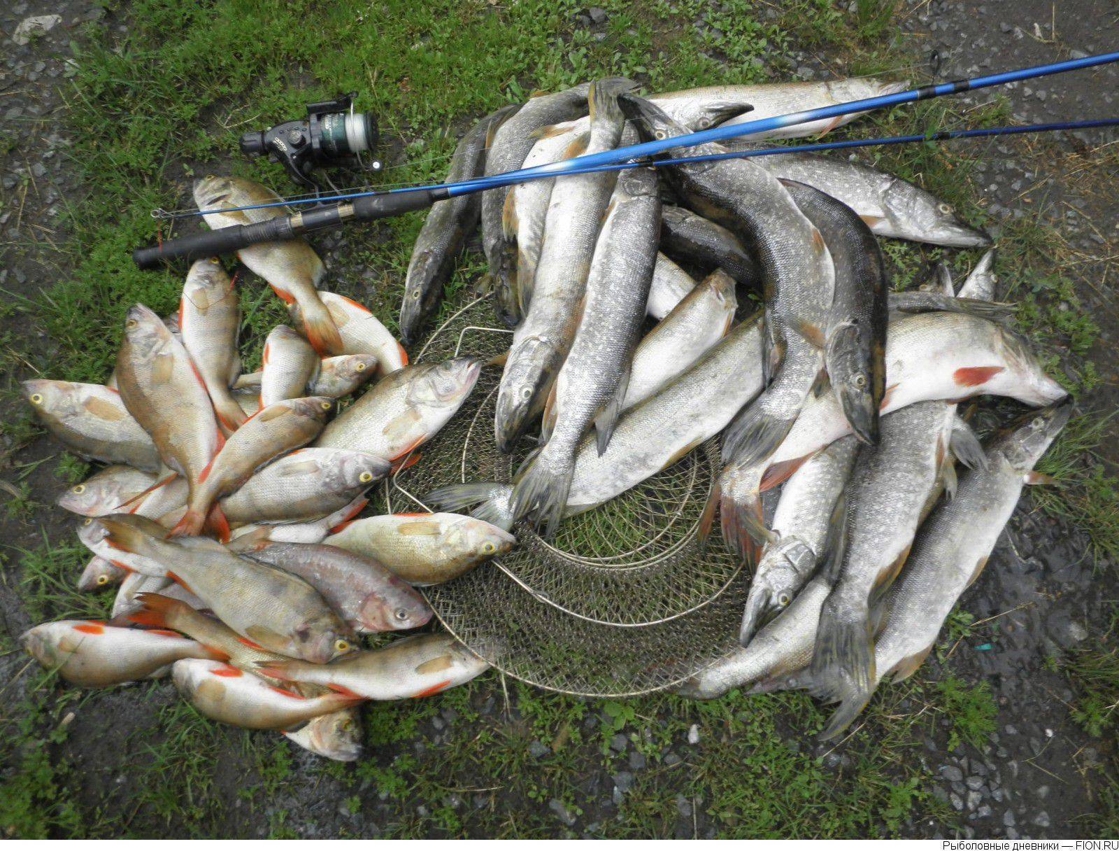 Рыбалка в Омске и Омской области — какая рыба водится