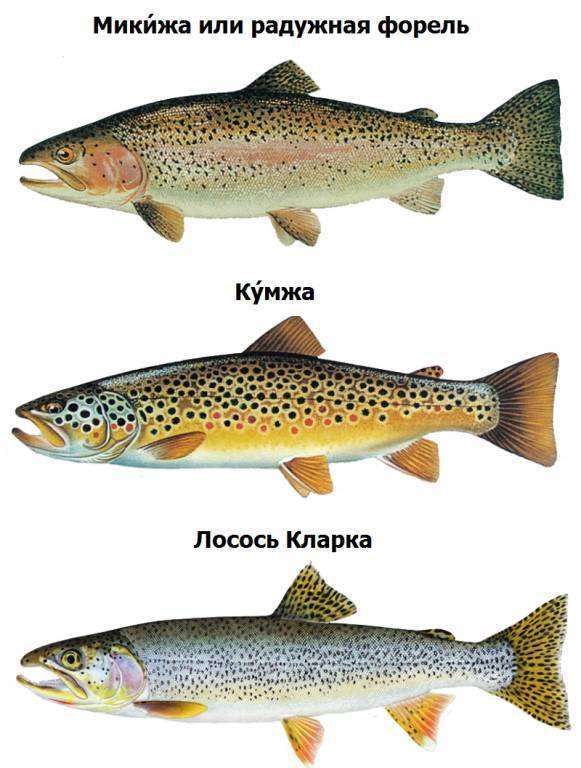 Лосось и семга: чем отличаются эти рыбы?