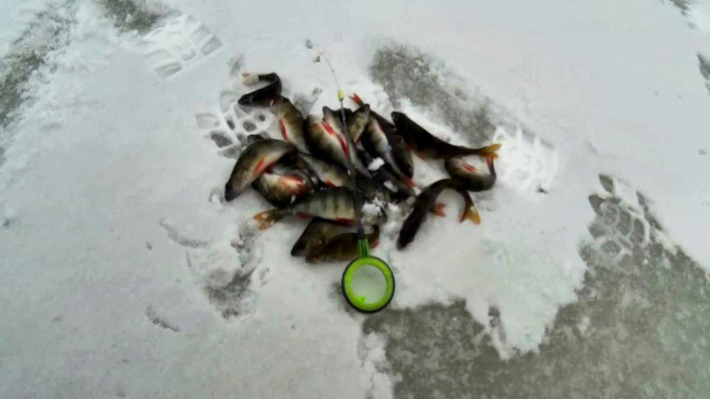 Зимние рыбалка 20 20. Рыбалка зима 2019. Зимняя рыбалка окушки. Зимняя рыбалка в Сибири. Зимняя рыбалка видео.