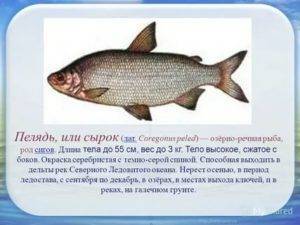 Рыба сиг: фото и описание