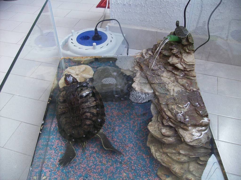 Сколько может прожить красноухая черепаха без воды?