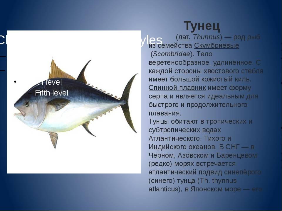 Тунец рыба морская или речная рыба. тунец: виды, свойства и способы приготовления | здоровье человека