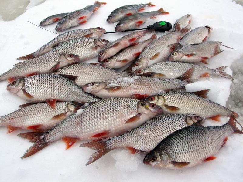 Как ловить рыбу в глухозимье — места, снасти и приманки