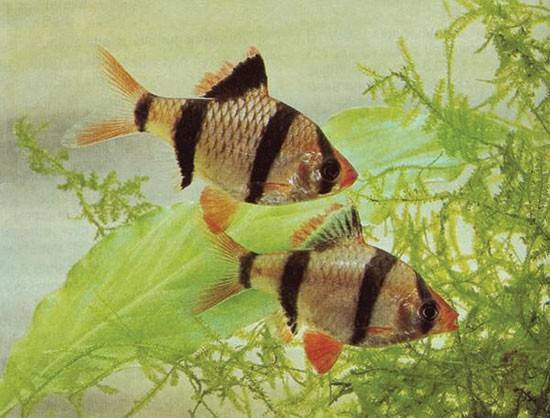 Алый барбус (одесский, тикто): содержание, родина обитания, а также фото аквариумной рыбки и совместимость с другими обитателями